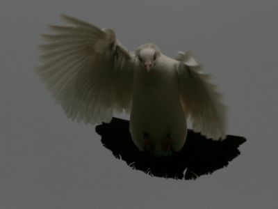Cliquer pour voir l'image en taille réelle
