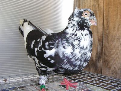 Cliquer pour voir l'image en taille réelle