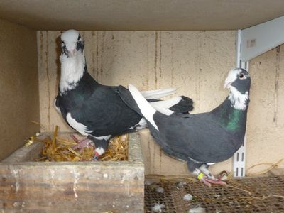 Cliquer pour voir l'image en taille réelle