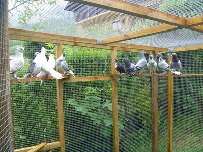 Cliquer pour voir l'image en taille réelle