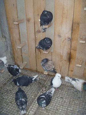Cliquer pour voir l'image en taille réelle