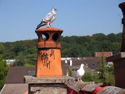 Cliquer pour voir l'image en taille réelle