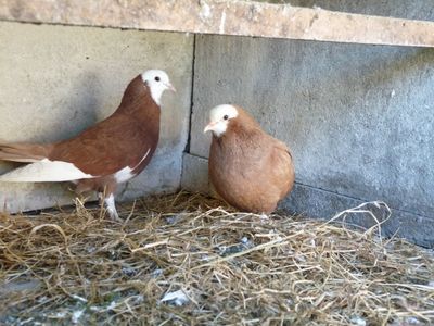 Cliquer pour voir l'image en taille réelle