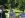 hinsbourg_27